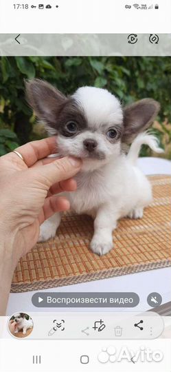 Бело- лиловый мальчик чихуахуа