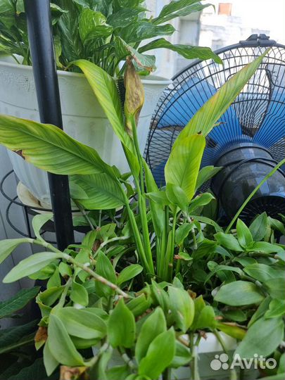 Комнатные цветы