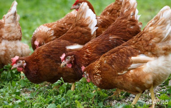 Куры несушки