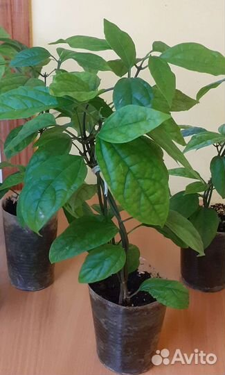 Клеродендрум