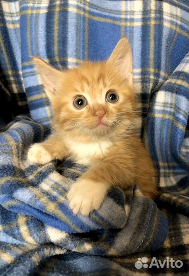 Котенок мальчик 1 мес. хочет домой