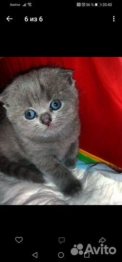 Шотландские вислоухие котята