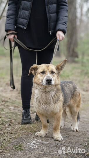 Почти корги