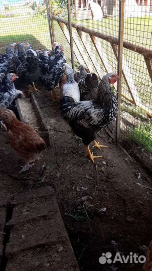Петухи