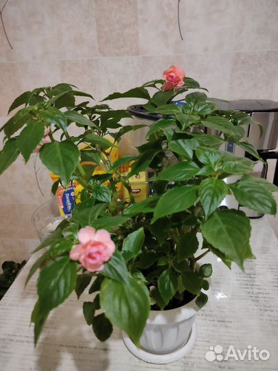 Бальзамин розовый