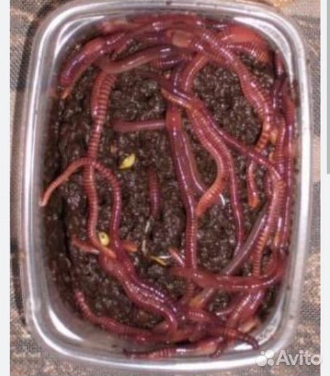 Черви для рыбалки