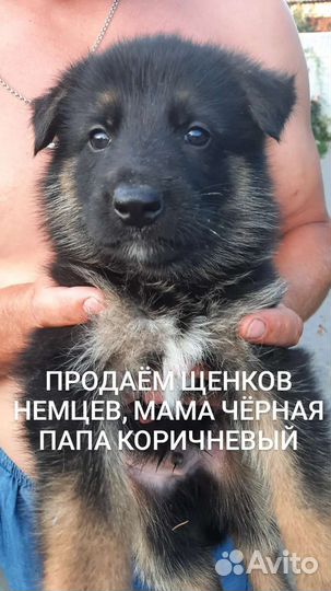 Щенки немецкой овчарки