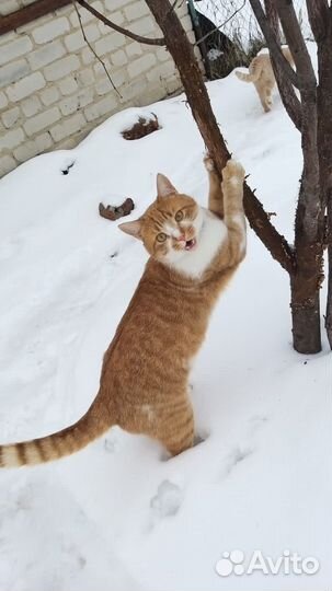Коты отдам в добрые руки