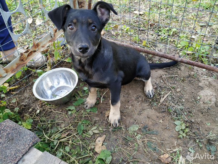 Отдам щенка девочку