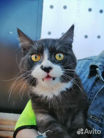Котик ищет дом
