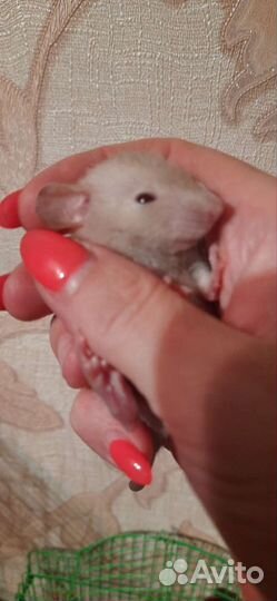 Крысята дамбо