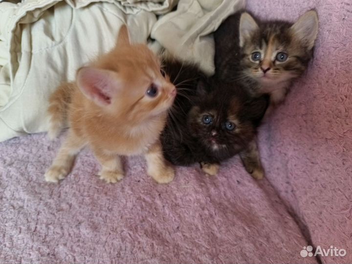 Кошка в дар бесплатно