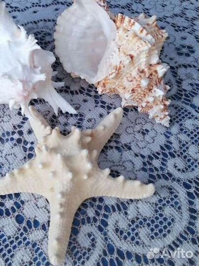 Морские ракушки раковины