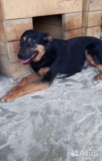 Собака в добрые руки отдам бесплатно