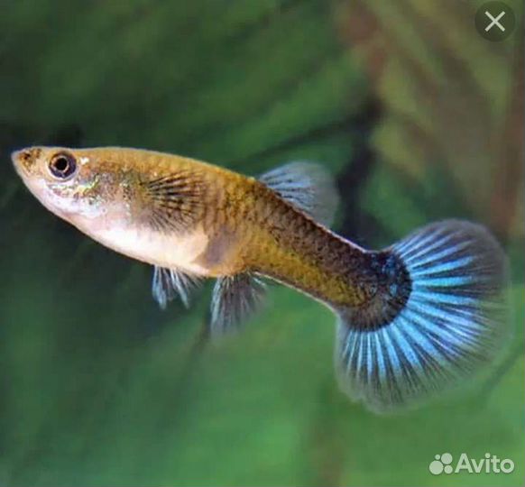 Роголистник