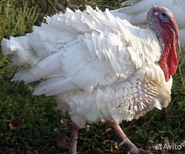 Мясо домашней птицы