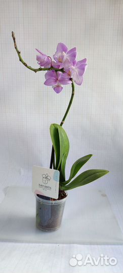 Орхидея фаленопсис мини