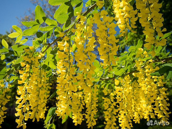 Бобовник Золотой дождь