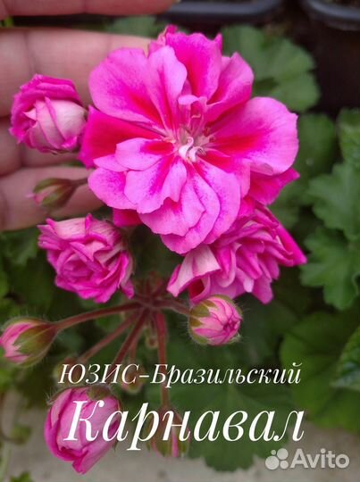 Пеларгонии сортовые