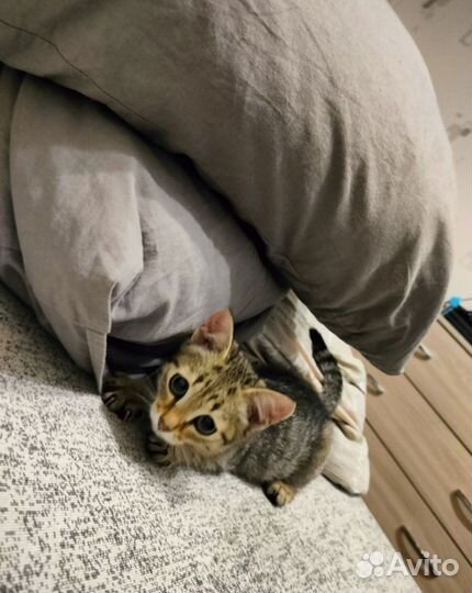 Котёнок отдам в добрые руки