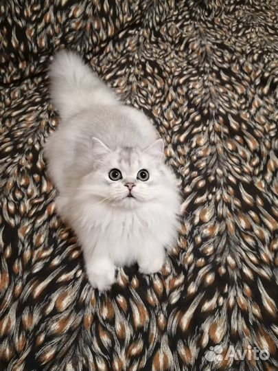 Шотландский котик