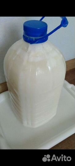 Верблюжье молоко, шубат, урина (моча)