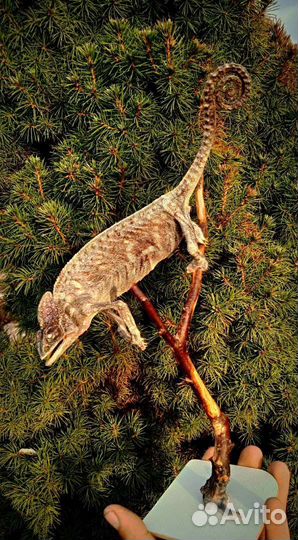 Чучело Йеменского хамелеона