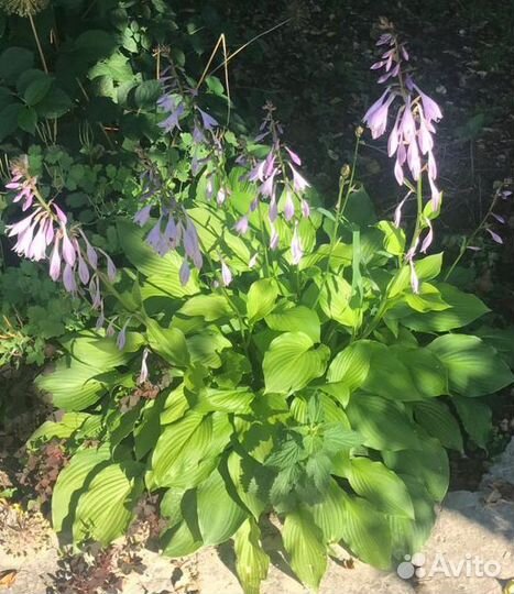 Растения многолетники обмен или продажа