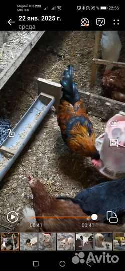 Петухи 6 месяцев