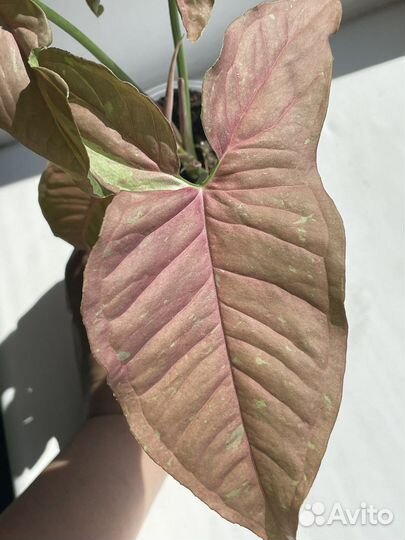 Сингониум розовая икра/Pink Caviar