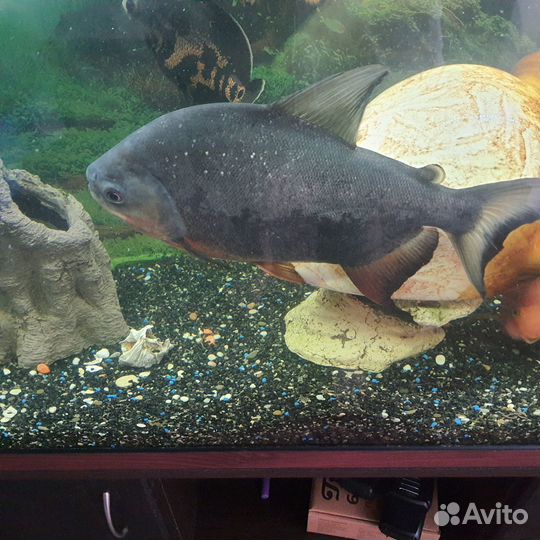 Продам аквариум с тумбой (возможно отдельно)