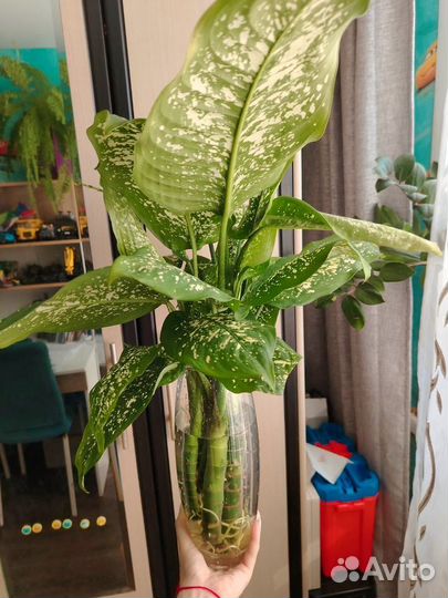 Диффенбахия