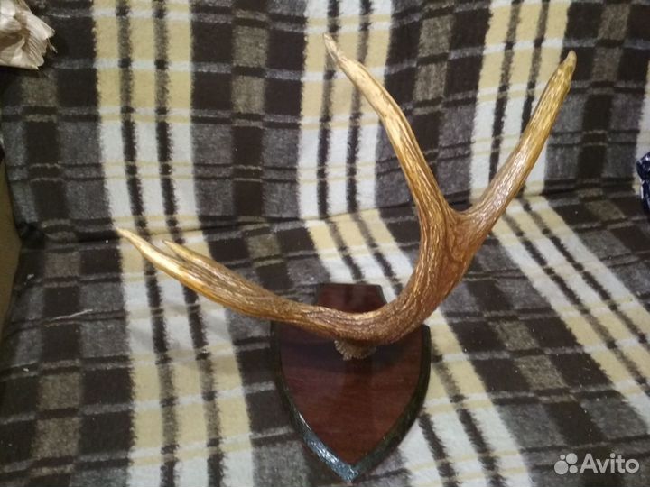 Рога лося и оленя