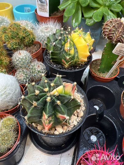 Гимнокалициум вариегатный