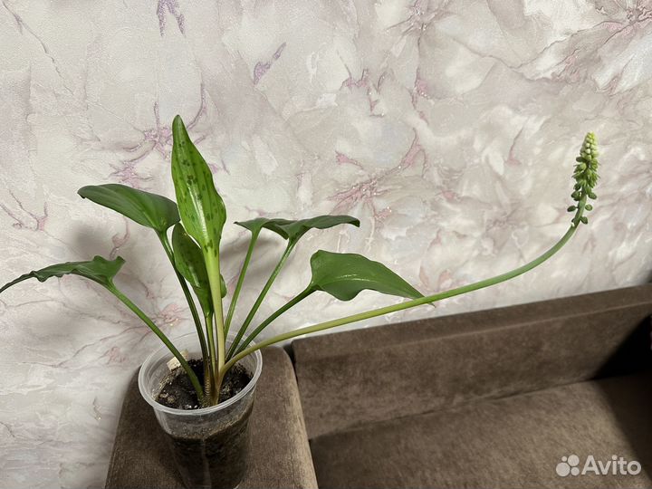 Дримиопсис