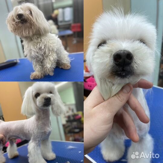 Груминг собак, кошек и др