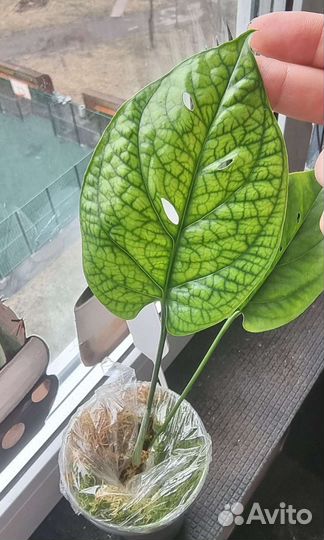Монстера мега делициоза,пинатипартитта и тд