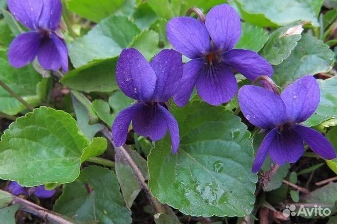 Садовые многолетники.,Мелисса,гвоздика