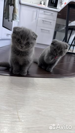 Вислоухие котята