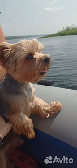 Собака для вязки