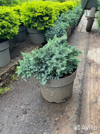 Можжевельник Блю стар