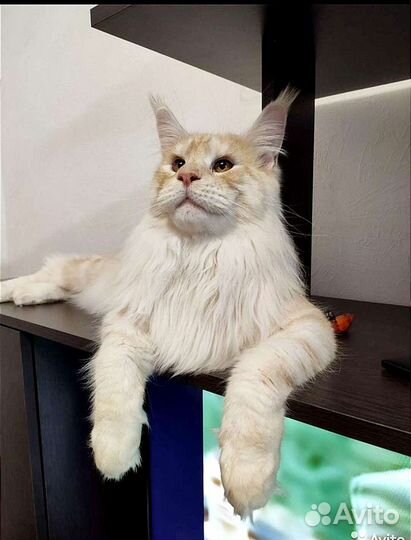 Котята Мейн-кун