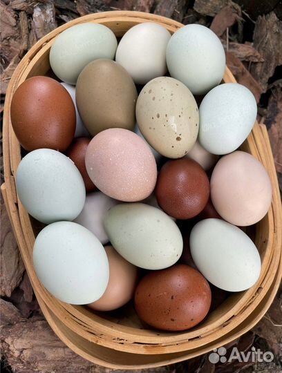 Яйцо на инкубацию разноцветное