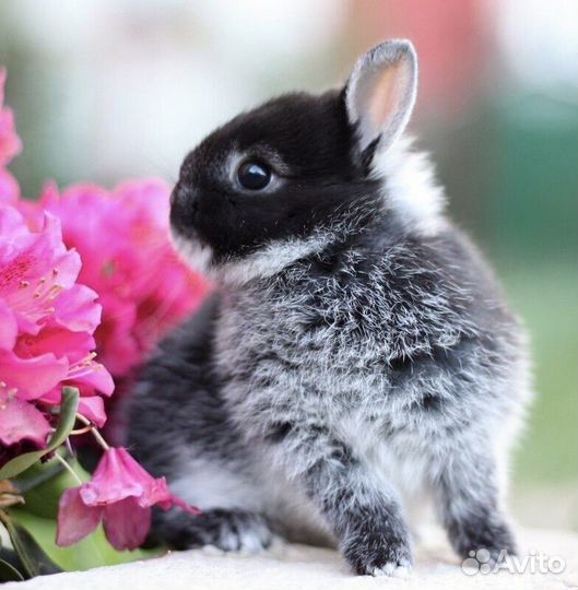 Ручные Карликовые Кролики из Питомника