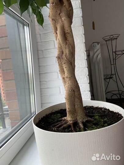 Живой цветок в горшке Фикус Бенджамина Даниэль