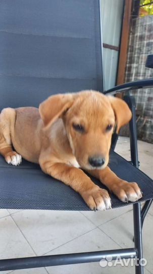 Сладкие складочки