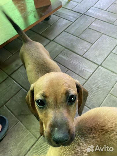 Собака такса