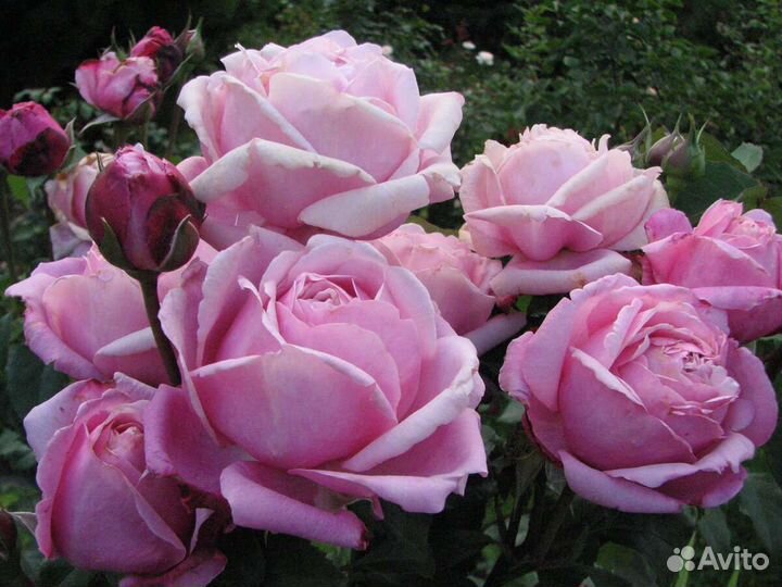 Саженцы роз