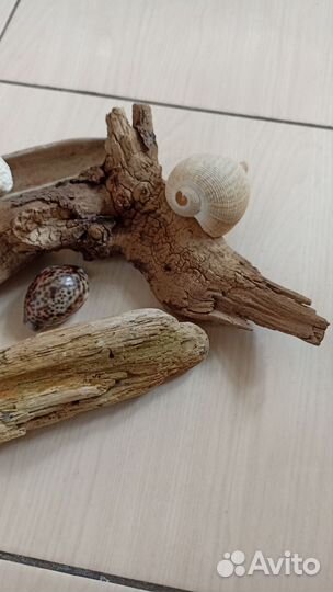 Коряги, дрифтвуд