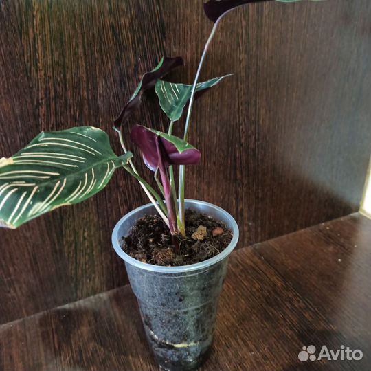 Калатея и строманта